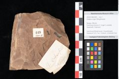 Foto (Objekt + Etikett) von Zostena ungeri Ettingshausen (NHMW-GEO-2024-0188-0449)